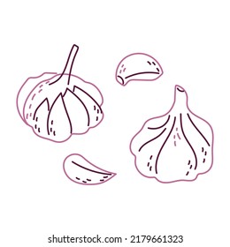 Whole garlic and cloves in a hand-drawn style. Healthy vegetables. Vector isolated illustration on a white background
