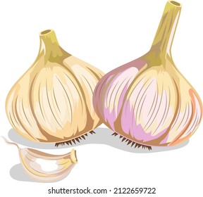 Whole garlic with a small clove, lying with each other, beige and pink shade, vector image isolated on white background