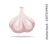 Whole garlic vector isolated on white background.