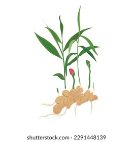 Whole ginger plant vector set. Ginger flat vector in cartoon style. Growing ginger with root, leaf, flower, sprouts.