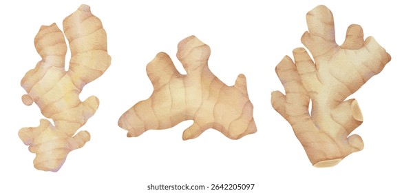 Whole Ginger Root Rhizome Spice Herbal Plant for Cultural Culinary, Food, and Traditional Herbal Medicine  Illustration