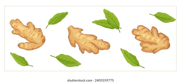 Whole ginger roots and leaves set in cartoon style. Vegetable vector illustration in flat cartoon style. Spice herb, healthy plant, fresh raw vegetable, ginger root food vector illustration. 