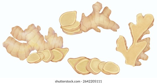 Whole Ginger and Sliced Ginger,  Root Rhizome Spice Herbal Plant for Cultural Culinary, Food, and Traditional Herbal Medicine  Illustration