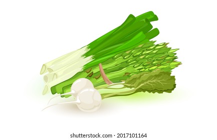 Whole green asparagus spears vegetable tided with thread, fresh green veggie. Farm menu, healthy greenery, herb and spice product, whole leek root. White radish or daikon with green top.