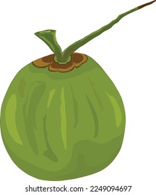 Whole green coconut fruit, symbol or logo in vector graphic