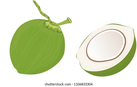Whole green coconut and Half coconut vector (Illustration).