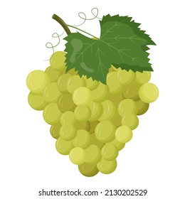 Whole green grape with green leaf isolated on white background. Flat vector illustration