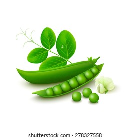 Whole green pea pod with open half, flower and leaves isolated on white background. Vector illustration.