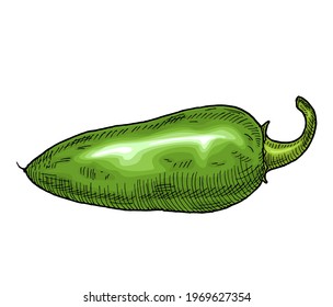 Whole green pepper jalapeno. Vintage hatching vector color illustration. Isolated on white background. Hand drawn design