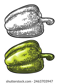 Whole green sweet bell pepper. Vector color vintage engraving illustration for menu, poster, label. Isolated on white background. Hand drawn design element