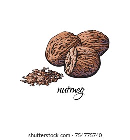 Whole and ground fragrant nutmeg with caption, sketch style vector illustration isolated on white background. Hand drawn nutmeg, whole and powder, vector illustration