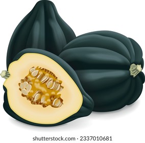 Whole and half of Acorn squash or Honey bear squash. Tuffy squash. Winter squash. Cucurbita pepo. Fruits and vegetables. Isolated vector illustration.