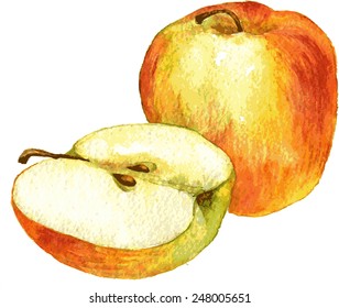 whole  and half apple drawing by watercolor, hand drawn vector illustration