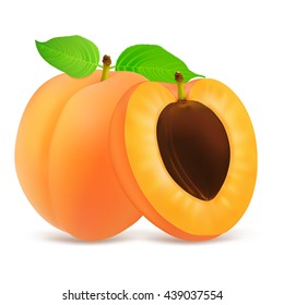 Whole and half apricot fruit with leaf isolated on white background. Realistic vector illustration.