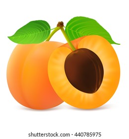 Whole and half apricot fruit with leaf isolated on white background. Realistic vector illustration.