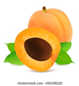 Whole and half apricot fruit with leaf isolated on white background. Realistic vector illustration.