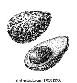 Whole and half avocado with seed. Vector color vintage hatching illustration isolated on a white background.