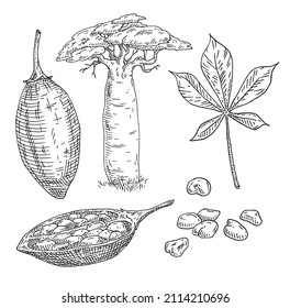 Whole and half baobab fruit with seeds. Tree with leaf. Engraving vector black vintage illustration isolated on white background. Hand drawn design