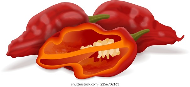 Toda la mitad de Bhut Jolokia fantasma chile pimientos. Naga jolokia. U-morok. Capsicum chinense. Pimienta picante. Pimienta chile. Verduras frescas. Ilustración vectorial aislada en fondo blanco.