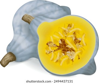 Whole and half of Blue hubbard squash. Winter squash. Cucurbita maxima. Fruits and vegetables. Isolated vector illustration.