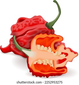 Whole and half of Carolina Reaper peppers. HP22B. Capsicum chinense. Superhot or extremely hot chile pepper. Chili pepper. Fresh organic vegetables. Vector illustration isolated on white background.