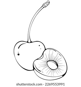 Whole and half cherries with pit. Vector illustration in hand drawn sketch doodle style. Line art botanical natural ingredient for fresh juice isolated on white. Close up summer fruit. Coloring book