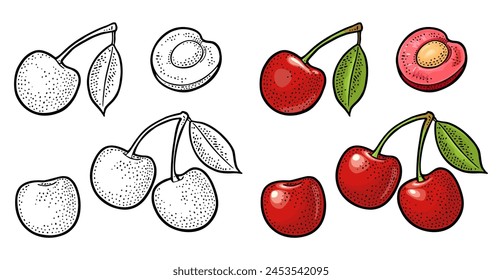 Cereza entera y media baya con semilla y hoja. Ilustración de color de Vector y grabado vintage monocromo para el menú, cartel. Aislado sobre fondo blanco
