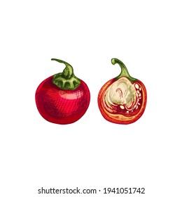 Whole and half cherry pepper. Vector vintage hatching color illustration. Isolated on white background. Hand drawn design