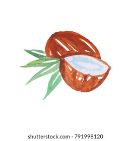 Whole and half of coconut made in the original technique. Hand drawn watercolor painting. Vector design element for natural cosmetics label, candy packaging