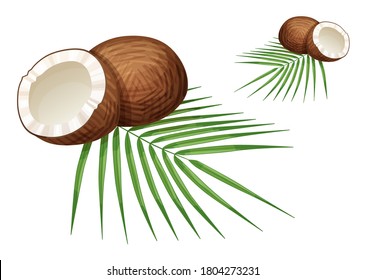 Whole and half Coconuts and leaves illustration isolated on white backgound. Cartoon vector coco nut icon
