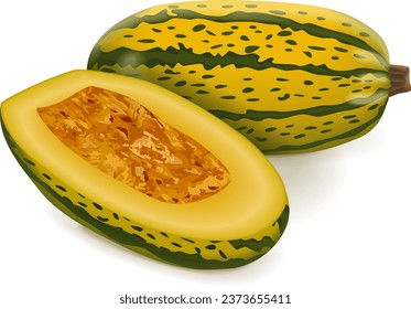 Todo el año y medio de la squash de invierno de Courge Spaghetti o squash de Spaghetti. Cucurbita pepo. Frutas y verduras. Ilustración vectorial aislada.