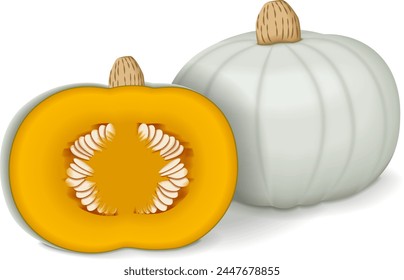 Whole and half of Crown Prince Squash. Winter squash. Cucurbita maxima. Fruits and vegetables. Isolated vector illustration.