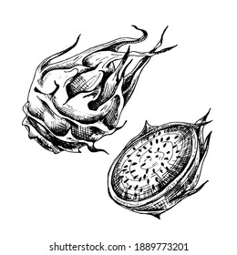 Whole and half dragon fruit. Vector vintage hatching black illustration. Isolated on white background. Hand drawn design