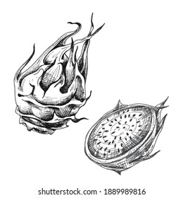 Fruta de dragón entera. Ilustración gris de eclosión vectorial. Aislado sobre fondo blanco. Diseño dibujado a mano