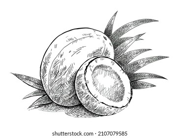 Whole and half fresh coconuts isolated on white background, Hand drawn vector illustration.