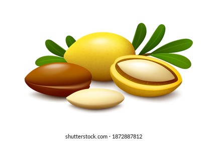 Whole and half fruits of argan, clean nut, peeled seed and leaves on white background. Realistic vector illustration. 