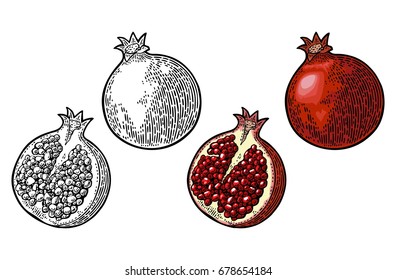 Whole and half garnet with seed. Vector black and color vintage engraving illustration for menu, poster. Isolated on white background