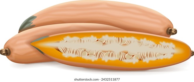 Whole and half of Georgia candy roaster squash. Winter squash. Cucurbita maxima. Fruits and vegetables. Isolated vector illustration.