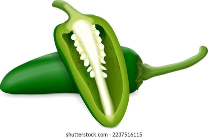 Whole and half of Green Jalapeño chili peppers. Jalapeno. Capsicum annuum. Chili pepper. Fresh organic vegetables. Vector illustration isolated on white background.