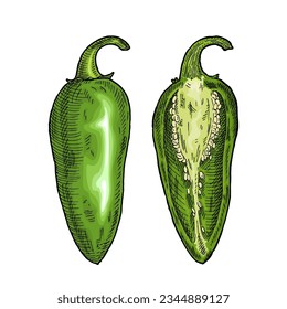Whole and half green pepper jalapeno. Vintage engraving vector color illustration. Isolated on white background. Hand drawn design