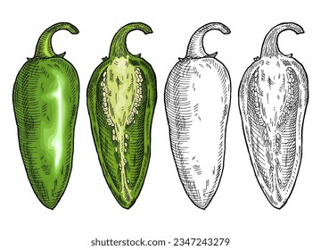 jalapeno de pimienta entera y medio verde. Ilustración de color vectorial de grabado vintage. Aislado sobre fondo blanco. Diseño dibujado a mano