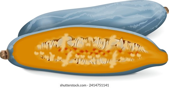 Whole and half of Guatemalan Blue Banana squash. Winter squash. Cucurbita maxima. Fruits and vegetables. Isolated vector illustration.