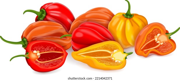 Whole and half of habanero. Red, orange, and yellow habanero chili peppers. Capsicum chinense. Hot chili pepper. Fresh organic vegetables. Vector illustration isolated on white background.