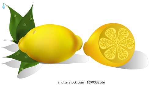 A whole and a half lemon on a white isolated background.  rectangular format.  realistic vector.   