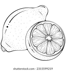 Whole and half lemon. Vector illustrations in hand drawn sketch doodle style. Line art citrus isolated on white. Element for coloring book, design, print.