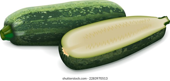 Whole and half of Marrow Squash or vegetable marrow. Courgette or marrow. Summer squash. Cucurbita pepo. Cucurbitaceae. Fruits and vegetables. Vector illustration isolated on white background.