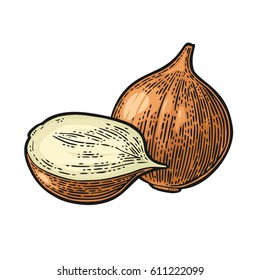 Whole and half onion. Vector black vintage engraved illustration for menu, poster, label. Isolated on white background