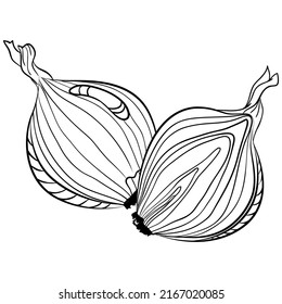 Whole and half onion. Vector illustrations in hand drawn sketch doodle style. Line art botanical food isolated on white. Close up onion vegetable. Element for coloring book, design, print