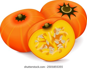 Whole and half of Orange buttercup squash. Winter squash. Cucurbita maxima. Fruits and vegetables. Isolated vector illustration.