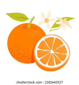 Whole and half orange fruit. Orange flower, exotic botanical tree, citrus plant vector illustration